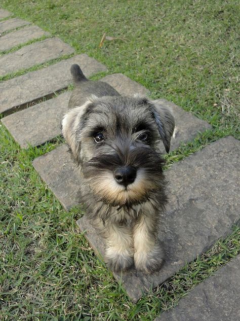 Mini Schnauzer Puppies, Miniature Schnauzer Puppies, Schnauzer Puppy, Schnauzer Dogs, Puppy Lover, Cute Animal Pictures, Cute Little Animals, 귀여운 동물, T Rex