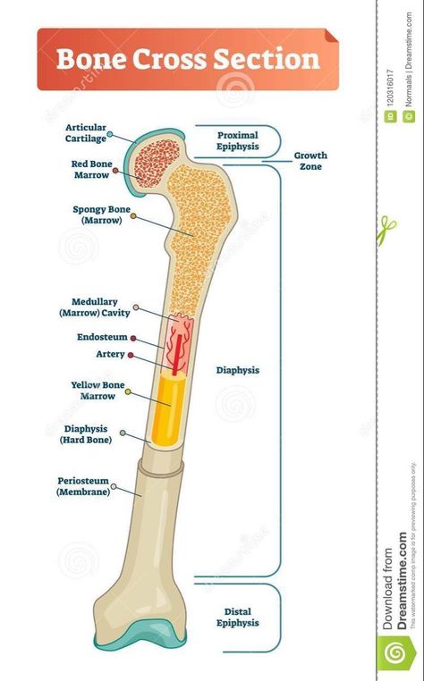 Bone Diagram, Bones Human, Skeletal System Anatomy, Bone Anatomy, Anatomy Flashcards, Human Skeleton Anatomy, Anatomy Bones, Basic Anatomy And Physiology, Vet Medicine