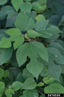 Meet A Tree: The Paper Mulberry - Broussonetia papyrifera Paper Mulberry, Hydroponic Plants, Fast Growing Trees, Unique Trees, Plant List, Botanical Beauty, Growing Tree, Fast Growing, All Plants