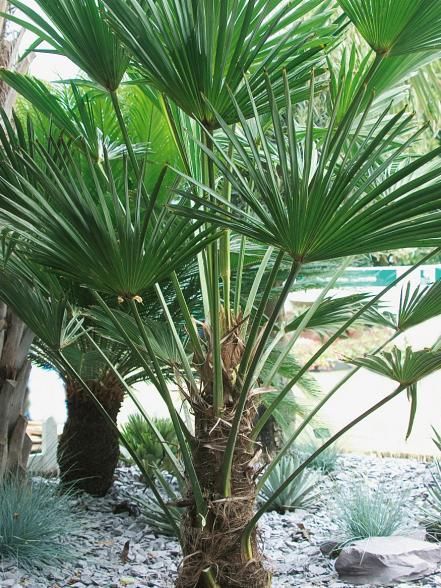 Windmill Palm, Landscaping Around Pool, Pool Plants, Landscaping Trees, Plants Tropical, Hgtv Garden, Tropical Backyard, Zone 7, Gardening Zones