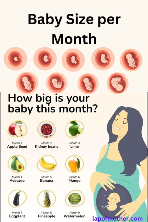 Baby size in womb 
Fetus size in womb
Baby size 
Baby size per month 
Baby size fruits chart
Pregnancy care
Baby in womb while pregnant 
Tip for pregnant woman Baby Stomach Size, Three Months Pregnant, Pregnancy Gender Prediction, Food During Pregnancy, Healthy Food Chart, Healthy Pregnancy Diet, Pregnancy Facts, Pregnancy Help, Healthy Pregnancy Tips