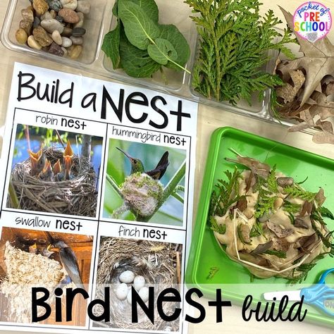 Bird Activities, Habitat Activities, Pocket Of Preschool, Bird Nest Craft, Forest School Activities, Nest Building, What Is A Bird, Nature School, Crafts Preschool