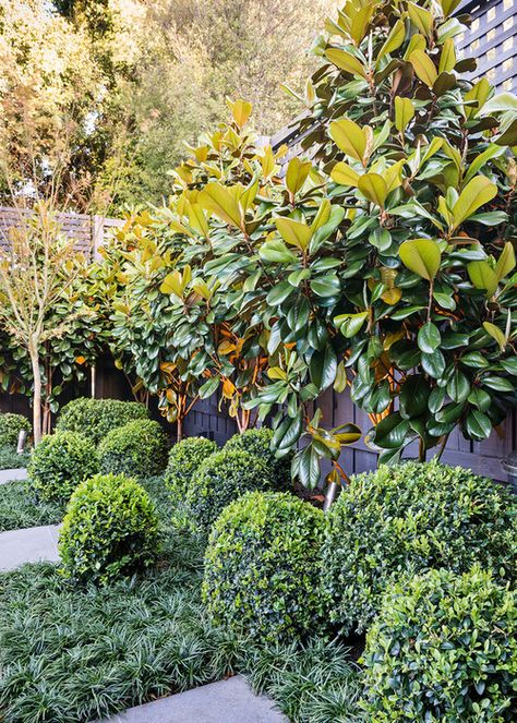 Contemporary Garden Design by C.O.S Design Magnolia Grandiflora ('Teddy Bear') trees leave room for a low hedge to create visual interest Urban Garden Design, Magnolia Grandiflora, Tattoo Plant, Privacy Plants, Contemporary Garden Design, Garden Vines, Garden Screening, Grasses Landscaping, Formal Garden