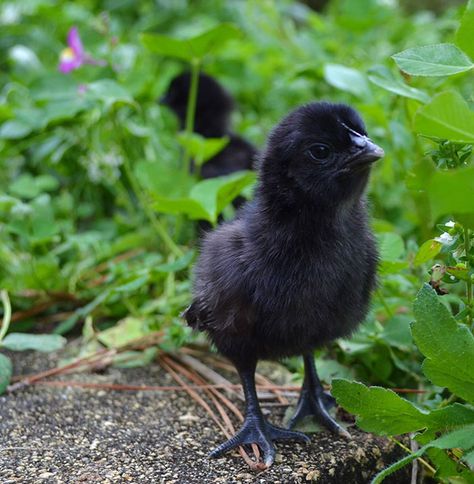 This Rare “Goth Chicken” Is 100% Black From Its Feathers To Its Internal Organs And Bones | Bored Panda Ayam Cemani, Gallo Fino, Black Chicks, Fancy Chickens, Urban Chickens, Black Chickens, Beautiful Chickens, Baby Chickens, Rare Species