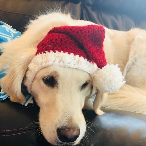 Christmas Dog Hat, Christmas Pet Photos, Dog Santa Hat, Christmas Photo Props, Santa Dog, Holiday Photoshoot, Holiday Dog, Crochet Shop, Santa Paws