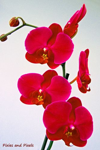 Red Orchid | Jill Catley | Flickr Red Orchids Flower, Motivational Quotes For Life Positivity, Women Motivational Quotes, Orchid Wallpaper, Red Orchid, Orchid Photography, Hindi Motivational Quotes, Red Orchids, Pink Flowers Wallpaper