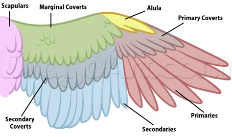 Bird Leg Drawing Reference, Wing Anatomy Human, Human Wings Anatomy, Bird Wings Anatomy, Bird Wings Reference, Bird Anatomy Drawing, Bird Wing Anatomy, Wings Anatomy, Bird Drawing Tutorial