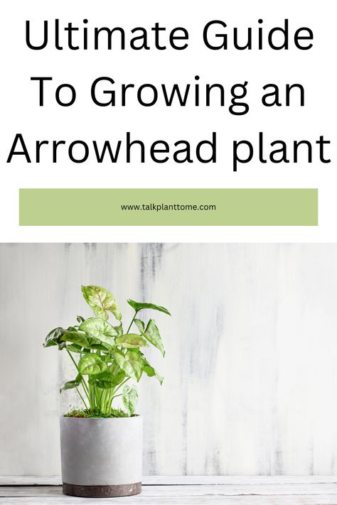 Ultimate Guide To Growing an Arrowhead plant – | Talk Plant To Me | Syngonium Podophyllum, Snake Plant Care, Arrowhead Plant, Plant Tips, Insecticidal Soap, Plant Parent, Root Growth, Indoor Jungle, Peat Moss