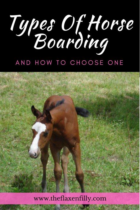 How to choose a boarding barn and the types of board that are commonly offered to horse owners. Stable Management, Horseback Riding Tips, Horse Information, Horse Care Tips, Horse Stable, Horse Training Tips, Horse Feed, Types Of Horses, Horse Boarding