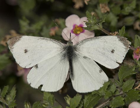 Image result for cabbage white butterfly Cabbage White Butterfly, Butterfly White, White Butterfly Aesthetic, Cabbage Butterfly, Pictures Of Insects, Butterfly Pictures, White Butterfly, Exterior Paint Colors, Silly Animals