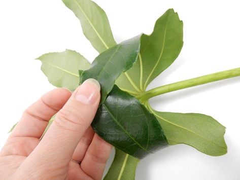 Fold the leaves over to create a tube Floral Mechanics, Foliage Arrangements, Floral Art Arrangements, Tropical Floral Arrangements, Growing Hydrangeas, Floral Art Design, Ikebana Flower Arrangement, Church Flower Arrangements, Creative Flower Arrangements