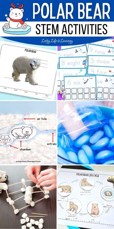 Polar Bear STEM Activities Bear Stem Activities, Polar Bears Activities, Fun Stem Activities, Engage Kids, Homeschool Learning, Stem Challenges, Spark Creativity, Majestic Animals, Exploring The World