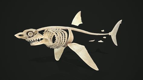 ArtStation - Shark anatomy model, Sergey Egelsky Shark Skull, Shark Helmet, Shark Anatomy, Skull References, Shark Helmets, Goblin Shark, Shark Tail, Animation Portfolio, Skull Reference