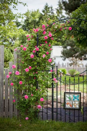 Zephrine Drouhin (Zeffy) thornless rose Zephrine Drouhin Rose, Zephrine Drouhin Climbing Rose, Climbing Rose, Garden Show, Garden Gate, Climbing Roses, Antique Roses, Garden Gates, Tropical Garden