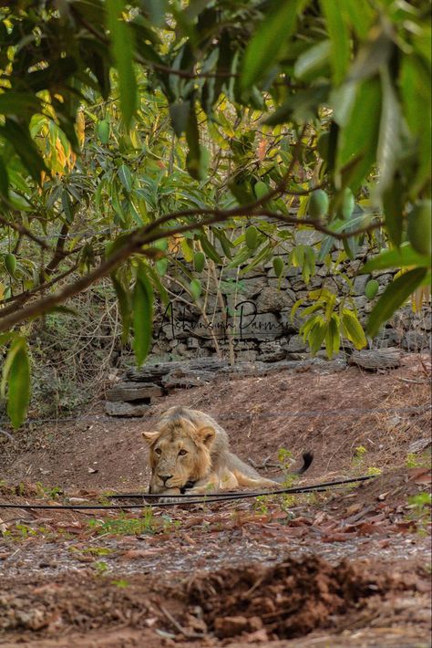 Junagadh Snap, Gir National Park, Snooker Room, India Trip, Fairs And Festivals, Nature Life, Animal Nature, Driving Photography, Face Reveal