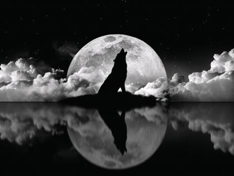 howling wolf with full moon and ocean Wolf Artwork, Wolf Photos, Wolf Spirit Animal, Wolf Wallpaper, She Wolf, Wolf Love, Howl At The Moon, Wolf Pictures, Wolf Spirit