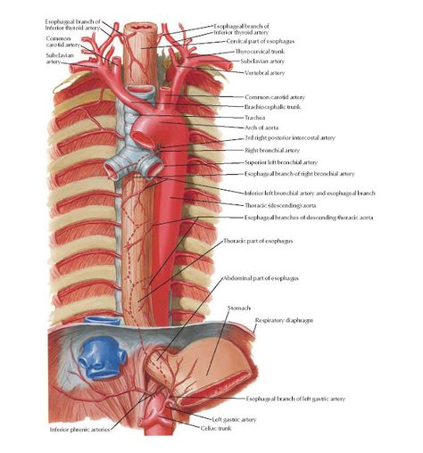 Arteries of Esophagus  Anatomy   Esophageal branch of , Inferior thyroid artery , Common  carotid artery , Subclavian  artery , Esophagea... Esophagus Anatomy, Medical Worksheets, Aorta Anatomy, Emt Study, Vascular System, Abdominal Aorta, Subclavian Artery, Vertebral Artery, Human Body Organs