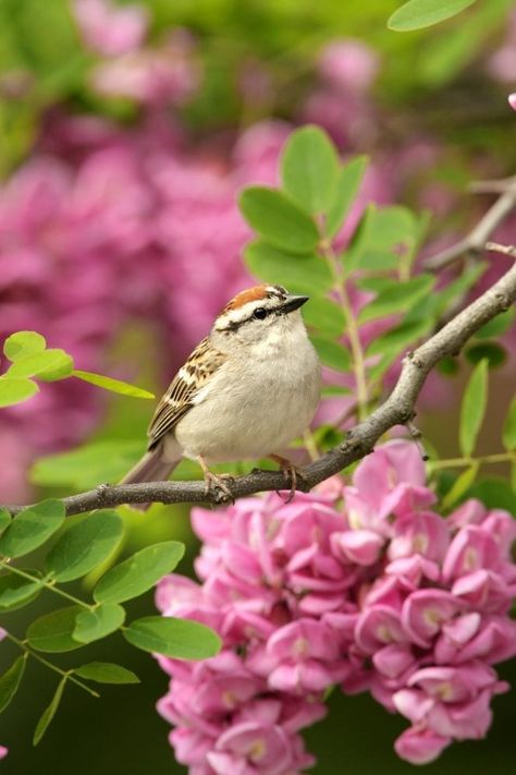 How to Identify and Attract a Chipping Sparrow - Birds and Blooms Chipping Sparrow, Sparrow Nest, Black Oil Sunflower Seeds, Northern Canada, Song Sparrow, Sparrow Bird, Blue Eggs, Winter Bird, How To Attract Birds