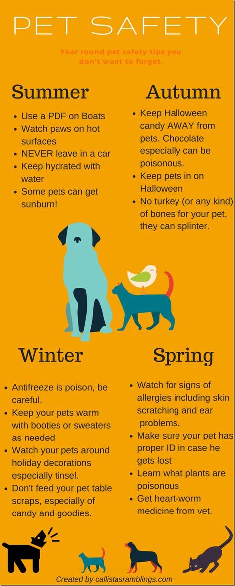 Pet safety infographic with tips per season to keep your pet safe all year round #NationalSafetyMonth Safety Infographic, Tips For Summer, Dog Health Tips, Food Dog, Game Mode, Baby Care Tips, Dog Info, Dog Safety, Dog Care Tips