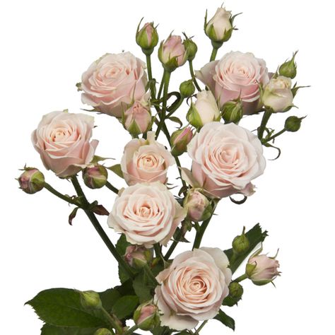 Rosaflora- Spray Rose- Sweet 4Tune Pale Pink Spray Roses, Blush Spray Rose, Dalhousie Castle, Pink Spray Roses, June Flowers, Miniature Roses, Rose Spray, Vintage Colour Palette, Pale Pink Roses