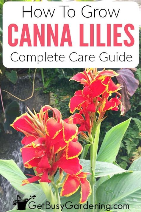 Want to add height, texture, and color to your garden? Canna lilies are a great choice for annual gardens. Learn how to grow these towering spires of flowers that come in so many sizes and colors. Cannas are very versatile and can be grown in the ground, in pots, or even in shallow water! Find out all the tips and tricks for caring for these impressive tropical plants, including propagating, troubleshooting damaged leaves, and how to overwinter the bulbs so you can plant them year after year. Canna Lillies In Pots, How To Plant Canna Bulbs, Cana Plants In Pots, Cannas In Containers Pots, When To Plant Canna Bulbs, Canna Lilly In Pots, Canna Lily In Pots, Canna Lilies In Containers, Red Canna Lily Container Pots