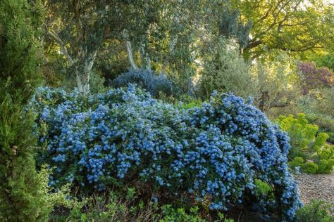 Ceanothus Thyrsiflorus, Mediterranean Wall, Blue Blossom, Simple Leaf, Garden Types, Summer Plants, Gardening Advice, Plant Health, Courtyard Garden