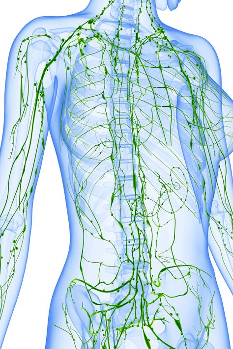 Best Herbs for Lymphatic Drainage: System Detox & Support - Pioneer Health Homestead Herbs For Nerve Pain, Lymph Glands, Lymph System, Lymph Drainage, Drainage System, Adaptogenic Herbs, Sciatic Nerve, Nerve Pain, Healing Herbs