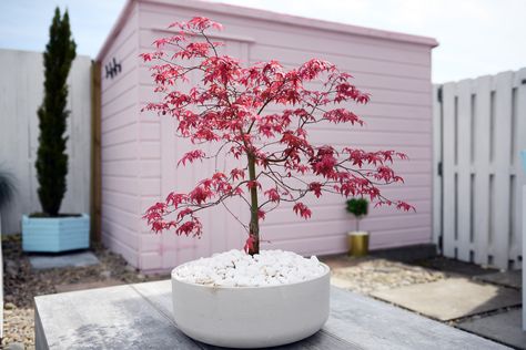 Pink Garden Shed, Pink Garden Fence, Pink Sheds, Pink Fence, Pink Shed Ideas, Painted Garden Fence, Pink Shed, Painted Garden Sheds, Tiny Garden Ideas