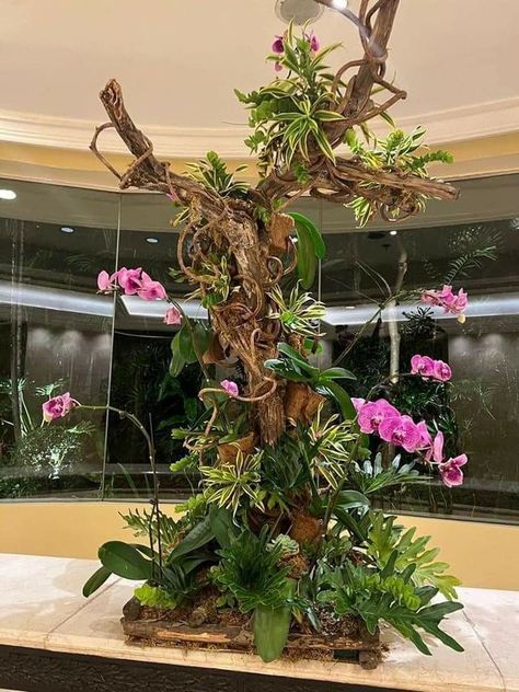 Orchid Window Display, Large Orchid Planter, Indoor Orchid Display, Orchid Planting Ideas, Orchid House Ideas, Orchid Aesthetic, Orchid Room, Philippines Aesthetic, Diy Orchids