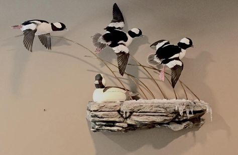 Bufflehead Duck Mount, Forrest Bedroom, Taxidermy Room, Duck Decoy Decor, Hunting Mounts, Duck Taxidermy, Duck Hunting Decor, Duck Mounts, Horn Ideas