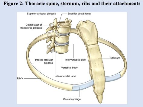 Hyoid Bone, Human Skeleton Anatomy, Radiology Student, Text Neck, Anatomy Bones, Human Environment, Basic Anatomy And Physiology, Medical Laboratory Science, Anatomy Models