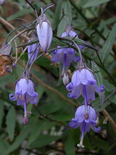 Small Bonny Bellflower (Campanula divaricata) Bellflower Campanula, Butterfly Bed, Watercolour Reference, Flower References, Habitat Garden, Butterfly Bedding, Blue Landscape, Princess Inspired, Love Garden