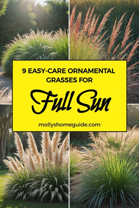 Looking to add some texture and movement to your landscape? Explore our collection of the best ornamental grasses for full sun and landscaping. These drought-tolerant options thrive in sunny conditions, making them perfect for adding interest to your garden or yard. Whether you're looking for annual or perennial varieties, these ornamental grasses are sure to make a statement in any setting. Modern Ornamental Grass Landscape, Landscaping For Windy Areas, Northern Landscaping Ideas, Texas Grasses Landscaping, Sunny Yard Landscaping, Landscape With Grasses And Rock, Plants That Thrive In Full Sun, Front Yard Landscaping Full Sun Ideas, Full Sun Grasses Perennials