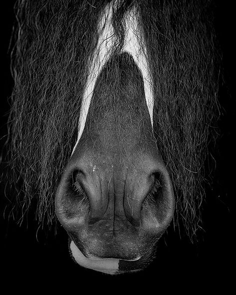 Horse Sketching, Horse Muzzle, Horse Nose, Nose Tattoo, Animal Noses, Head Study, Horse Anatomy, Animal Study, Horse Portrait