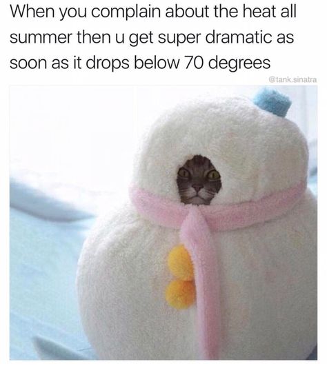 31 - Hilarious meme about when summer ends and starts to cool down Pet Costumes, Cute Kittens, Cats Meow, 귀여운 동물, Crazy Cats, Cat Pics, Cat Love, Kittens Cutest, Funny Cute