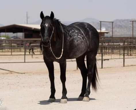 Group Of Horses, Steep Mountain, Trail Riding Horses, Aqha Horses, Horse Markings, Blue Roan, Dream Horse, Riding Horse, Cowboy Horse