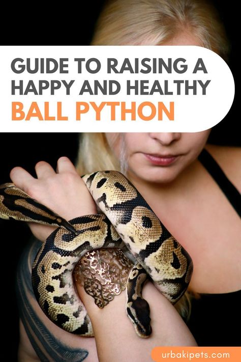 Looking for a perfect pet snake that's easy to handle and care for? Meet the Ball Python! Also known as Royal Pythons, these snakes are a popular choice for pet owners because of their small size and docile temperament. Whether you're a seasoned reptile enthusiast or a first-time owner, our step-by-step guide will teach you everything you need to know to provide the best possible care for your ball python. From setting up the perfect habitat to feeding and handling, we've got you covered. Snake Care Ball Python, Snake Tank Setup Ball Python, Snake Terrarium Ideas Ball Python, Python Habitat, Pet Snakes For Beginners, Ball Python Cage, Ball Python Colors, Pet Ball Python, Python Tank