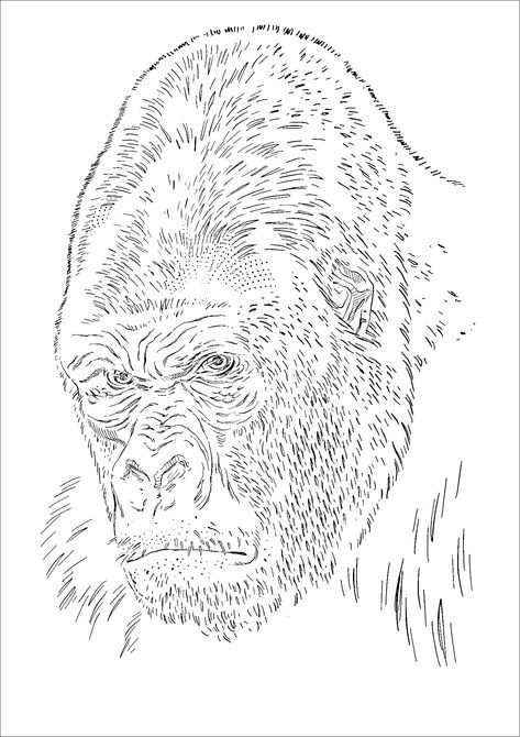 Gorilla Tattoo Stencil, Gorilla Stencil, Gorilla Tattoo Design, Outline Stencil, Animal Stencils, Tattoo Coloring Book, Gorilla Tattoo, Pyrography Patterns, Egypt Tattoo