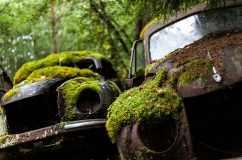 A Classic Car Graveyard in Sweden Eerie Pictures, Swedish Forest, Rust In Peace, Rusty Cars, Abandoned Cars, Barn Finds, Abandoned Places, Graveyard, Hot Cars