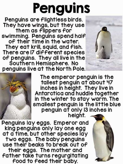 I {Heart} Penguins All About Penguins Preschool, Penguin Facts For Kids, Preschool Penguin Activities, Penguins Kindergarten, Penguin Habitat, Facts About Penguins, Fun Facts About Penguins, Winter Animals Preschool, Penguin Project