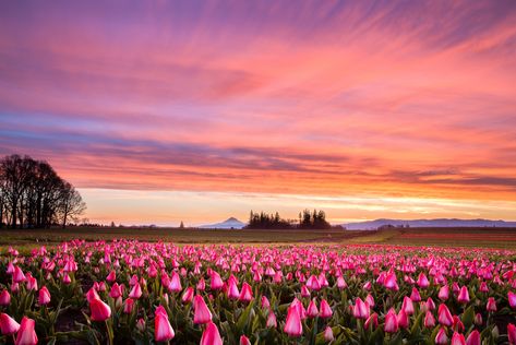 Flower Wallpaper For Laptop High Quality, Tulips Background Landscape, Tulips Desktop Wallpaper Hd 1080p Laptop, Flowers Horizontal Wallpaper, Flower Field Landscape Horizontal, Pink Flower Field Aesthetic, Summer Aesthetic Horizontal, Nature Wallpaper Horizontal, Flower Wallpaper Horizontal