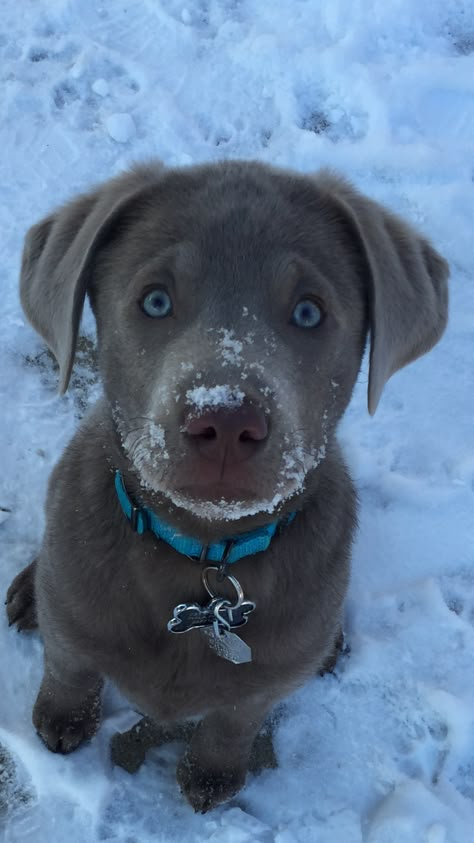 Gray Labrador, Silver Lab, Silver Lab Puppy, Lab Puppy Picture Ideas, Silver Labrador Puppies, Grey Labrador, Silver Lab Puppies, Silver Labrador Retriever, Dog Christmas Pictures