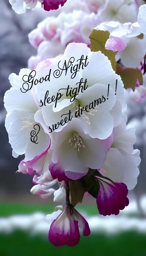 Good Night Sweet Dreams Cute Beautiful, Good Night Sweet Dreams Cute, Pleasant Dreams, Goodnight Wishes, Good Night Friends Images, Good Night Prayer Quotes, Night Love Quotes, Good Night Sleep Tight, Good Night Love Quotes