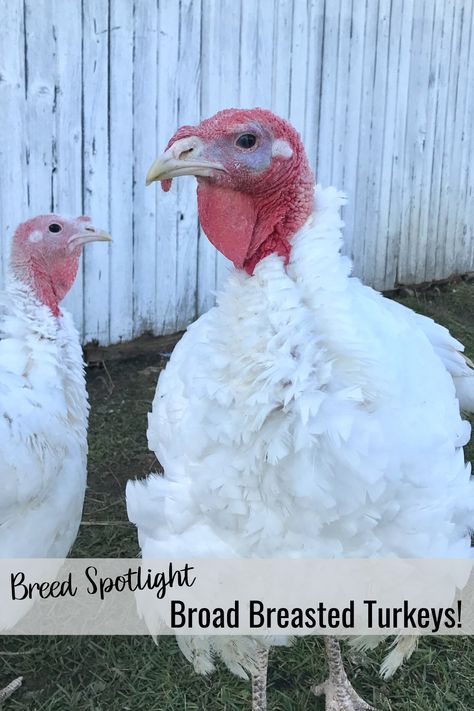 Fast growing Broad Breasted Turkeys that come in White and Bronze. Raise up your own Thanksgiving turkey. Buff Laced Polish, Turkey Breeds, Cochin Chickens, Bronze Turkey, Raising Turkeys, Polish Chicken, Meat Birds, Day Old Chicks, Coop Plans