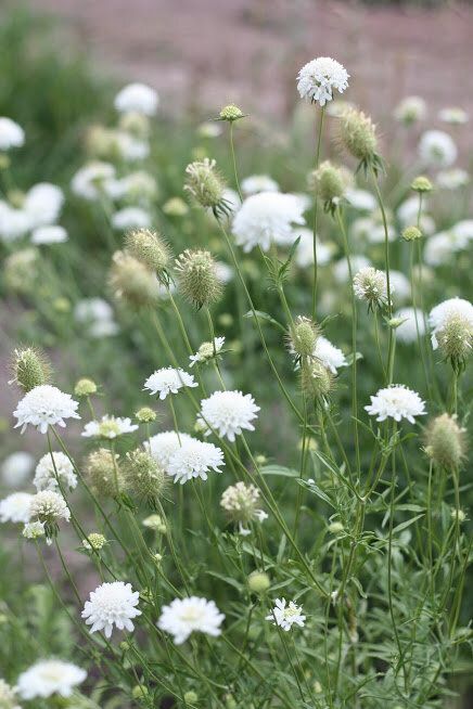 Especially if you’re a flower farmer, you’re going to want to ensure that you get these hardy annuals started early and into the ground as soon as possible. Certain hardy annuals like bachelor buttons, daucus and poppies are more hardy than others like Queen Anne’s Lace and cerinthe, so make sure that you research the hardiness of your annuals   Here are some of our favorite hardy annuals we grow every year! Hardy Annual Flowers, Seed Stratification, White Scabiosa Flower, Scabiosa White, Hardy Annuals, White Scabiosa, Gardening Inside, Outdoor Yard Ideas, Colour Reference