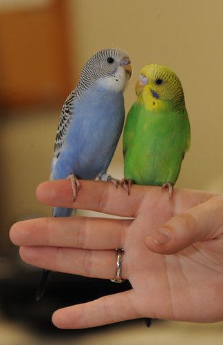 Baby Budgies, Bird Carrier, Parakeet Toys, Parakeet Bird, Budgies Bird, Budgie Parakeet, Pet Bird, Green House, Pretty Birds