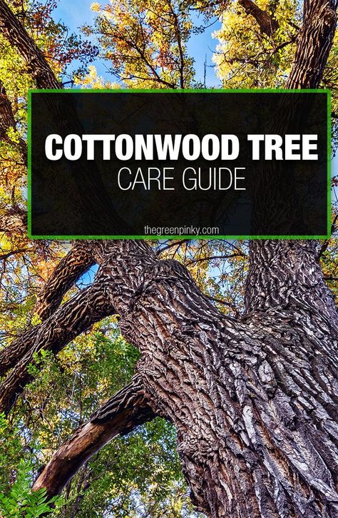 Planning on growing a Cottonwood Tree? Come learn our best cottonwood tree care tips on the Green Pinky so you can be successful #TheGreenPinky #CottonwoodTree Cottonwood Leaf, Cottonwood Tree, Leaf Beetle, Pruning Tools, Types Of Fruit, Lawn Equipment, Tree Seeds, Tree Trimming, Tree Care