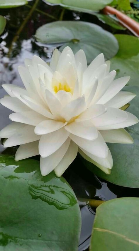 Water Lily Bouquet, Nymphaea Lotus, Lily Water, White Water Lily, Water Lotus, Water Lily Flower, Lotus Flower Pictures, White Lotus Flower, Lily Lotus