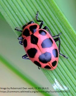 Pink Ladybugs in the Garden | Show Me Oz Pink Spotted Lady Beetle, Ladybug Meaning, Sewing Tattoo, Sewing Tattoos, Cucumber Beetles, Insect Species, Garden Friends, Pink Ladybug, Lady Beetle