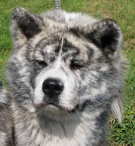 The Silver Brindle Akita Inu is an ancient Japanese dog breed Akita Inu Silver Brindle, Akita Brindle, Brindle Akita, Japanese Dog Breeds, Japanese Dog, Japanese Akita, Akita Puppies, Malamute Puppies, American Akita